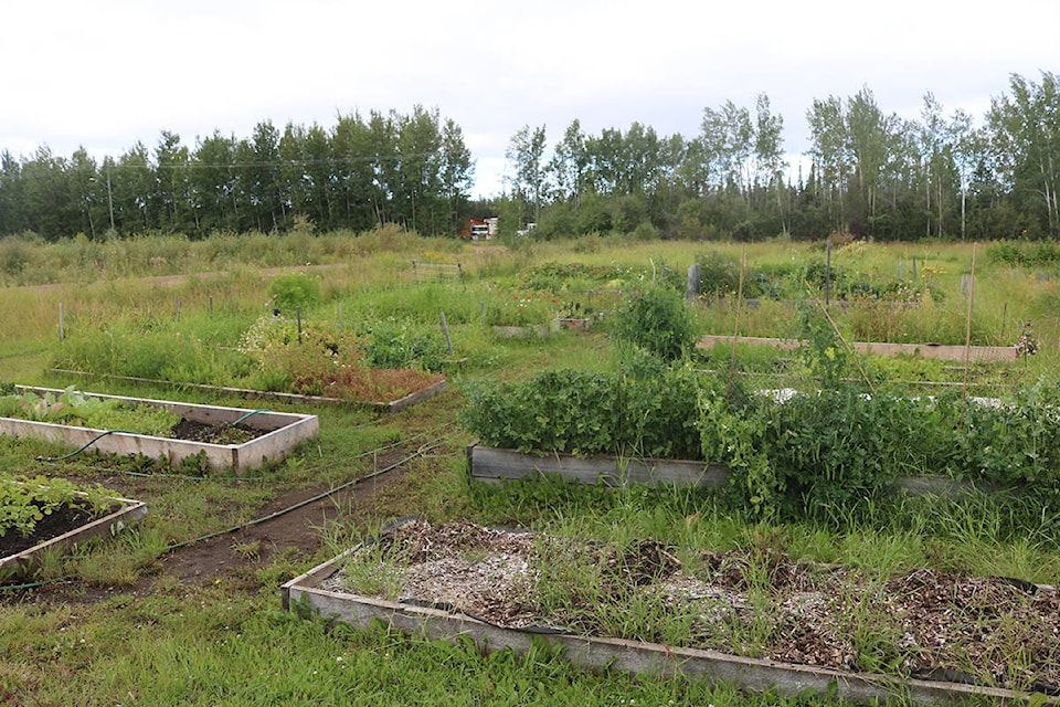 26237934_web1_210825-HAY-CommunityGarden-Garden_1