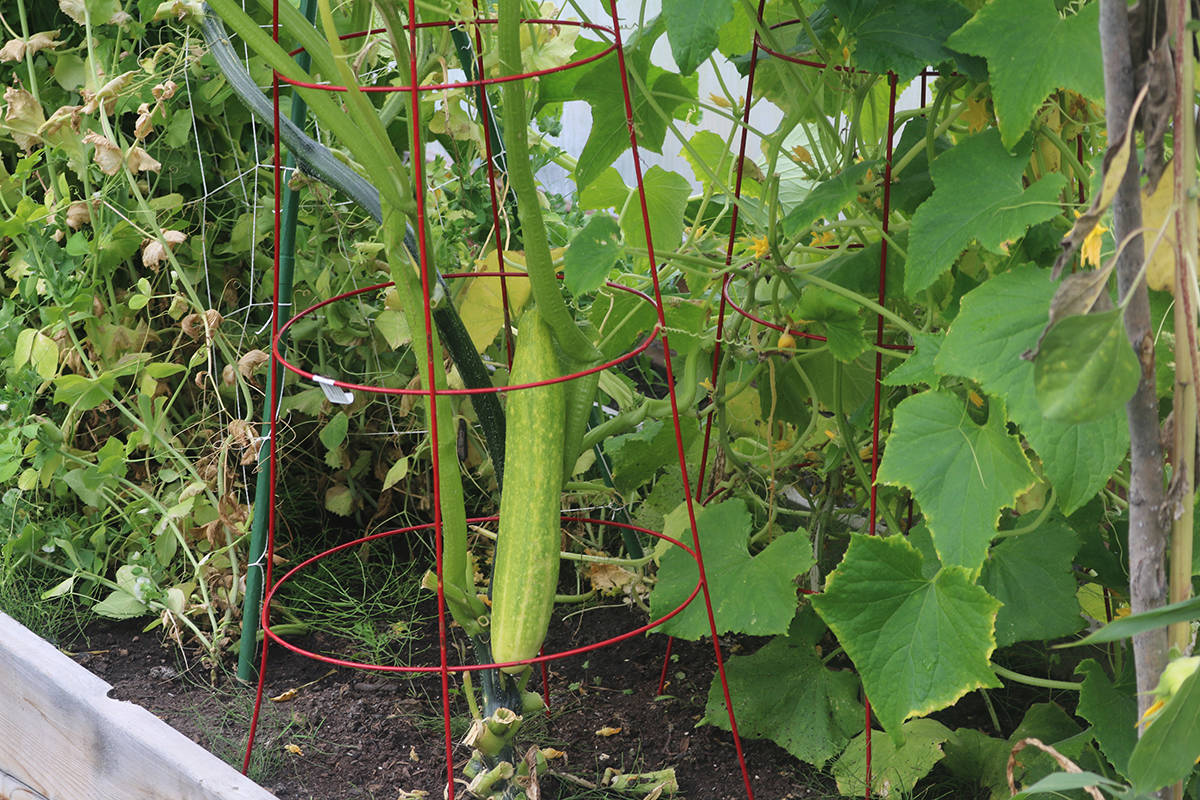 26237934_web1_210825-HAY-CommunityGarden-cucumber_1