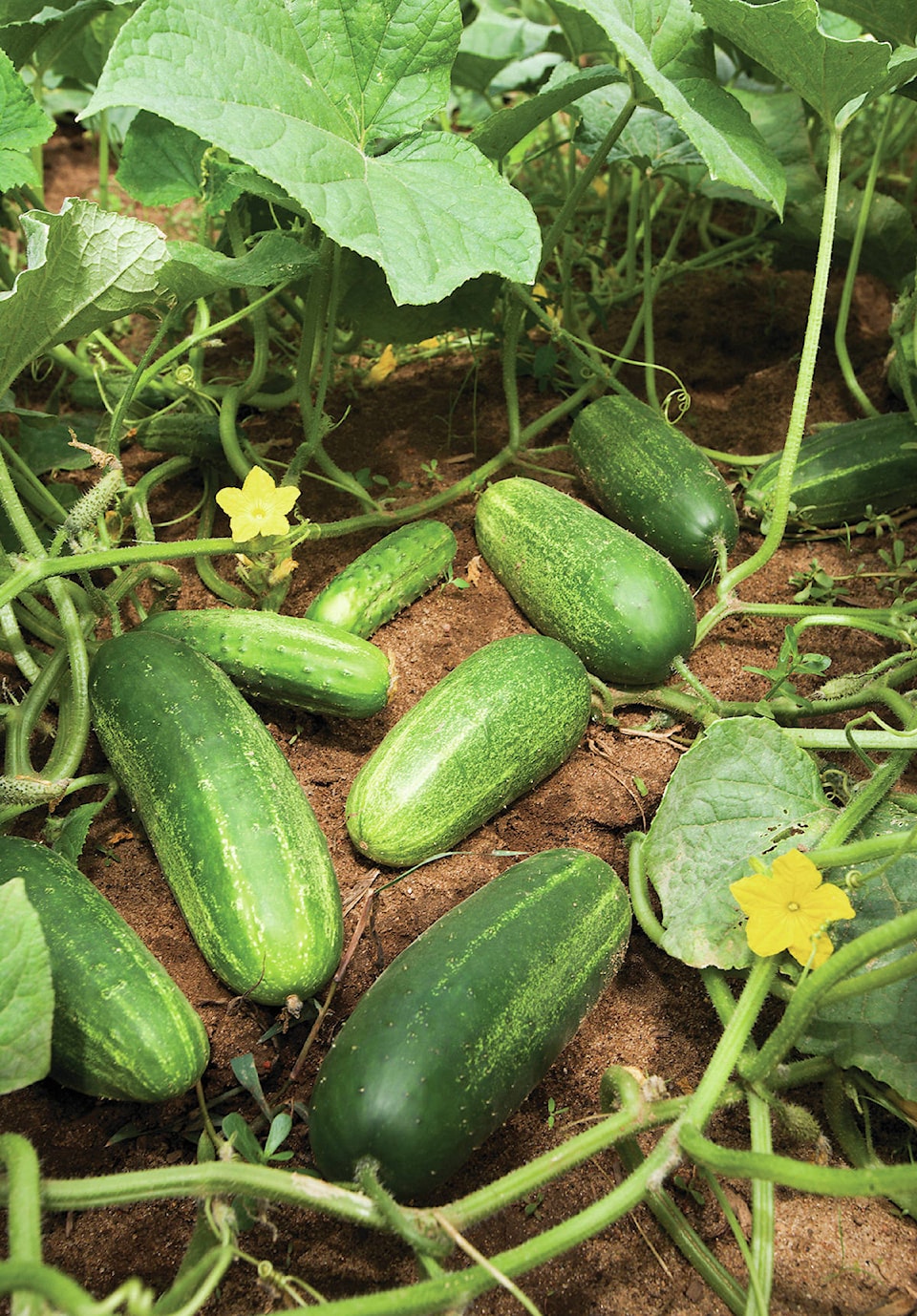 26259887_web1_210830-YEL-midnightgardeners-cucumber_1