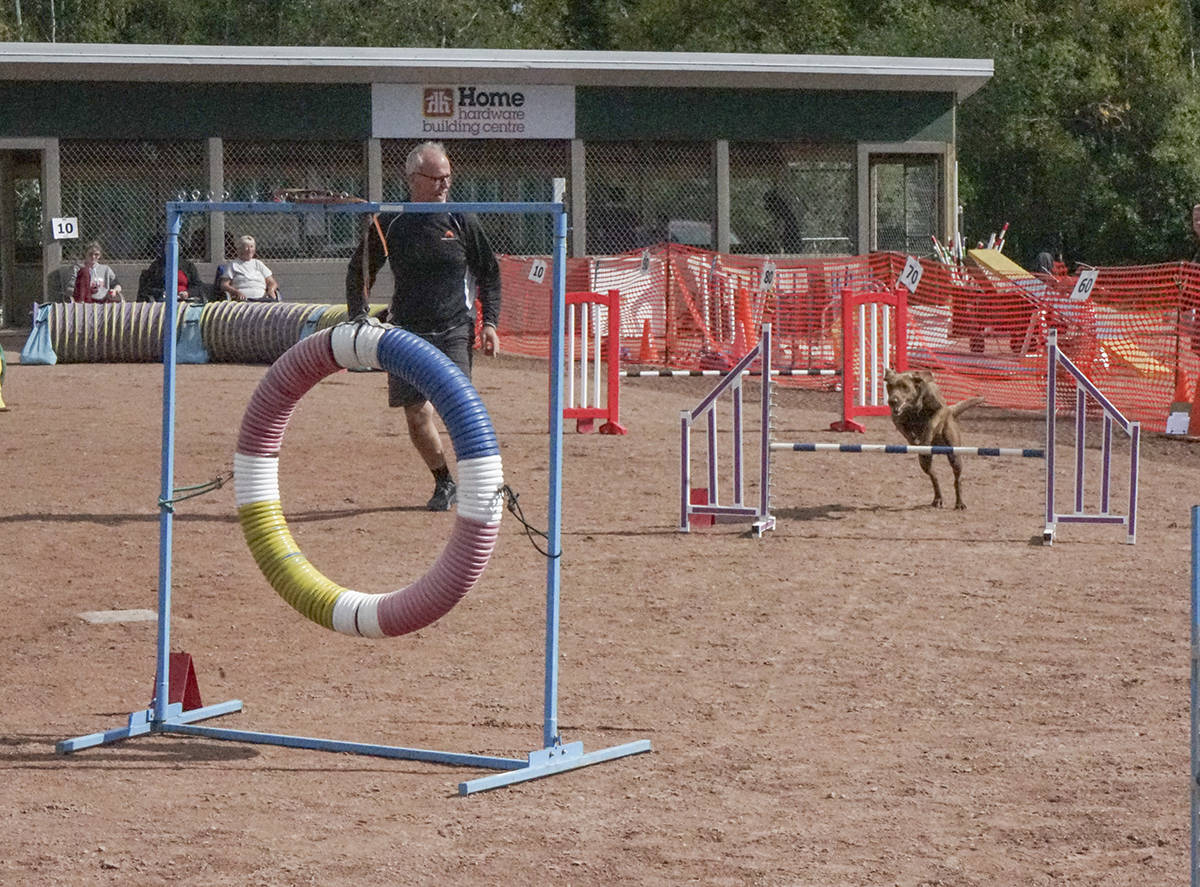 26311736_web1_210901-YEL-dogagility-jumpingdogs_3