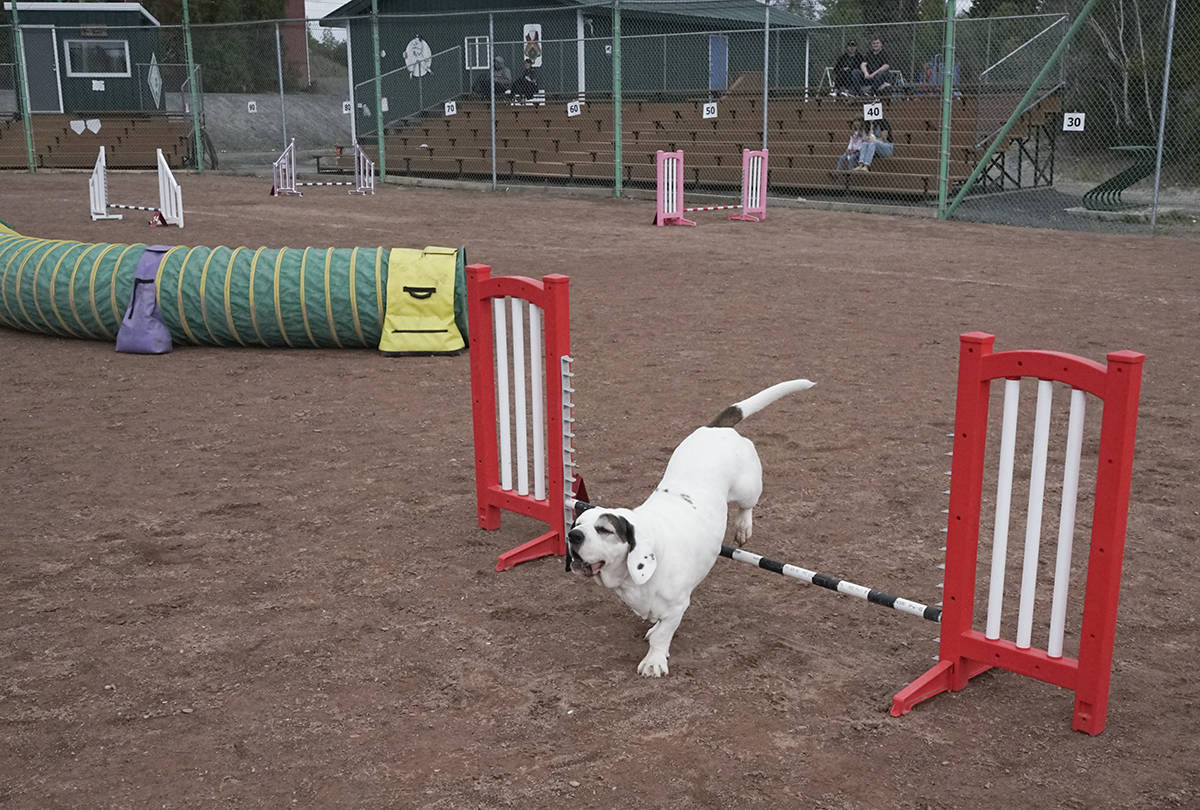 26311736_web1_210901-YEL-dogagility-jumpingdogs_8