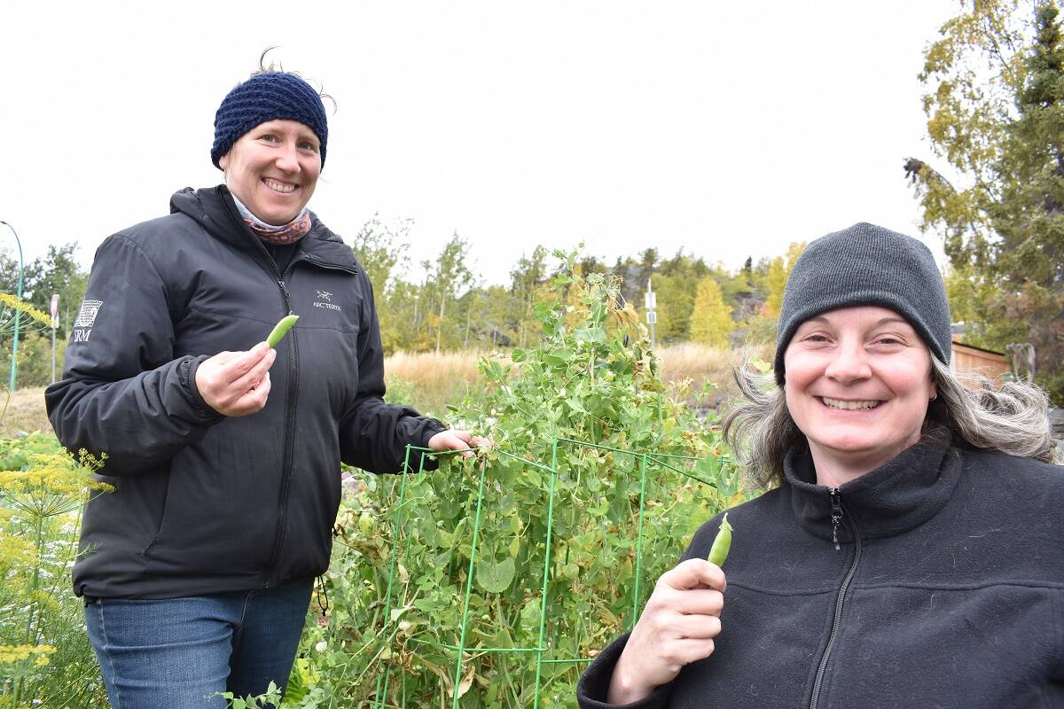 Anneli Jokela, left, and April Hayward pick peas at Jokela聮s plot in the community garden by 43 Street. Blair McBride/NNSL photo