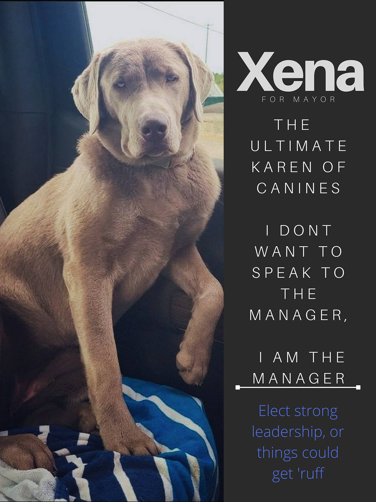 One of the dogs running for the top spot, Xena assures us her bark is better than her bite. Pet-keepers are having a lot of fun with the fundraiser. Photo courtesy of Elect Xena for Mayor campaign