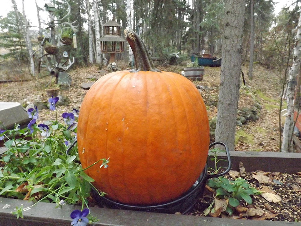 26989910_web1_211029-YEL-dump-pumpkin_1