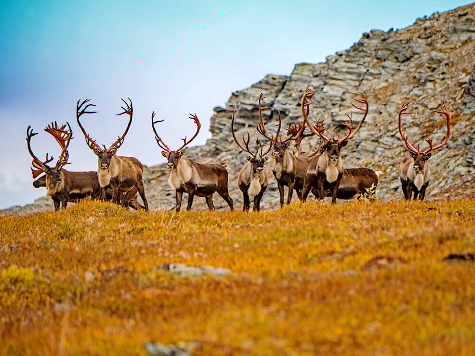 27587715_web1_Barren-Ground-Caribou