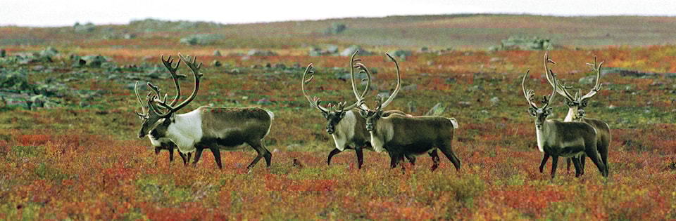 27596541_web1_211222-NNO-CaribouPopulationPlan-Caribou_1