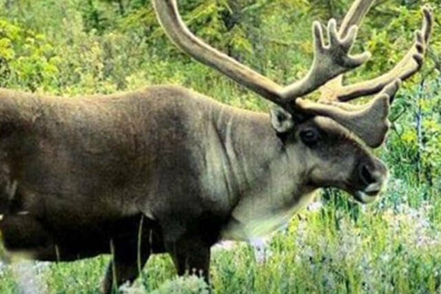 28492337_web1_220316-NNO-IllegalHunting-Caribou_1