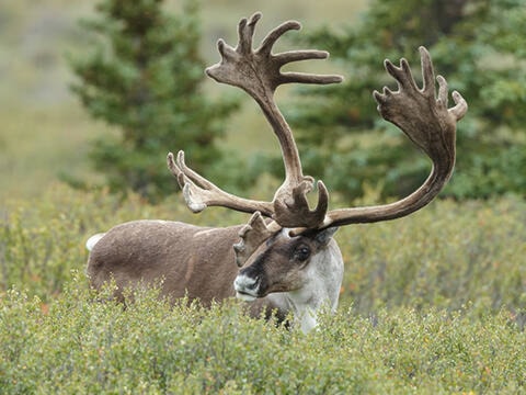 28564540_web1_caribou