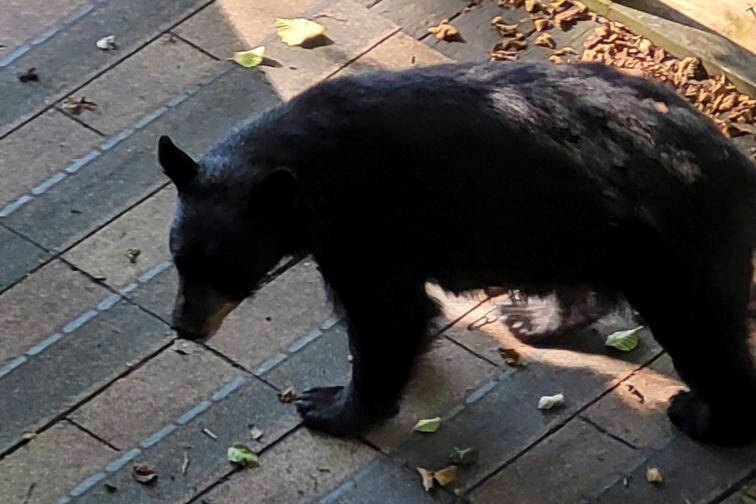 28796027_web1_Bears-JUE-210804-Bear_1