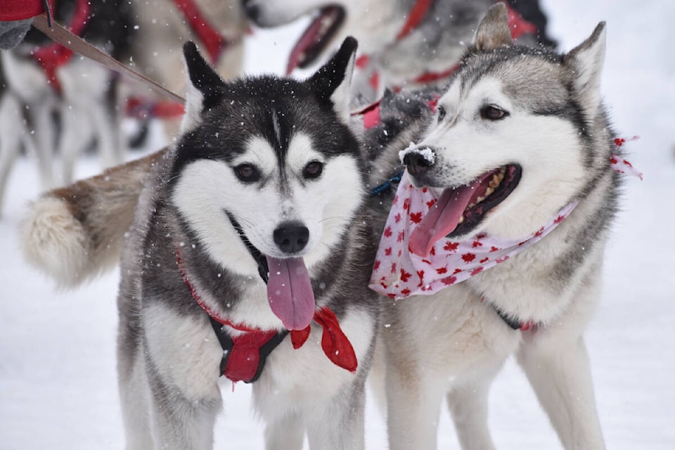 28876601_web1_220301-QCO-SledDogMailRunPhotos-Gold-Rush-Sled-Dog-Mail-Run_5