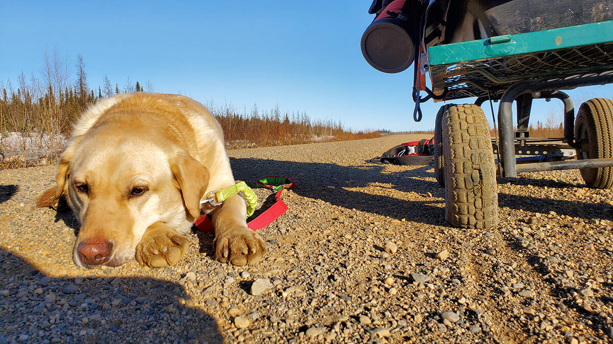 Malo the dog takes a rest with his human Melanie as the pair make their way down the Dempster Highway to Tuktoyaktuk. Photo courtesy of Melanie Vogel