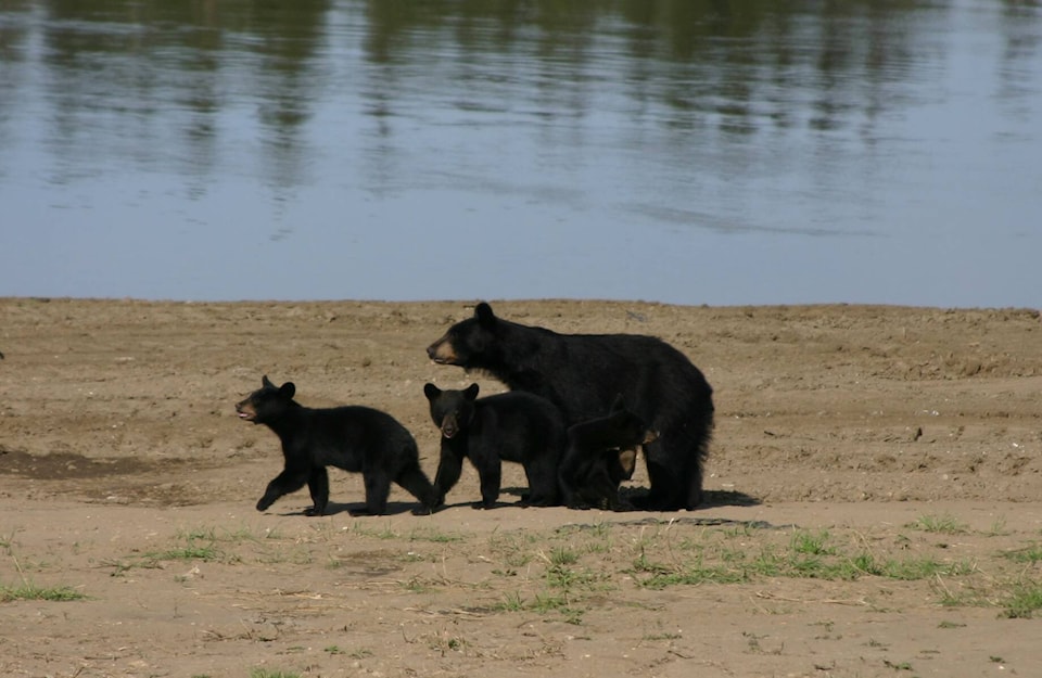 30041943_web1_220812-YEL-Bears-Bears_1