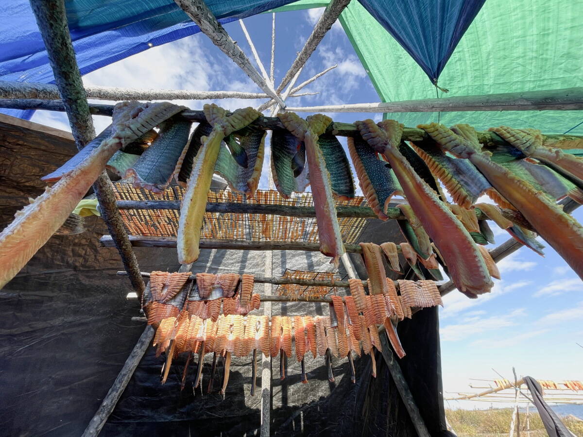 Smoking trout fish sticks and dry fish in a tepee. Photo by Jean Erasmus