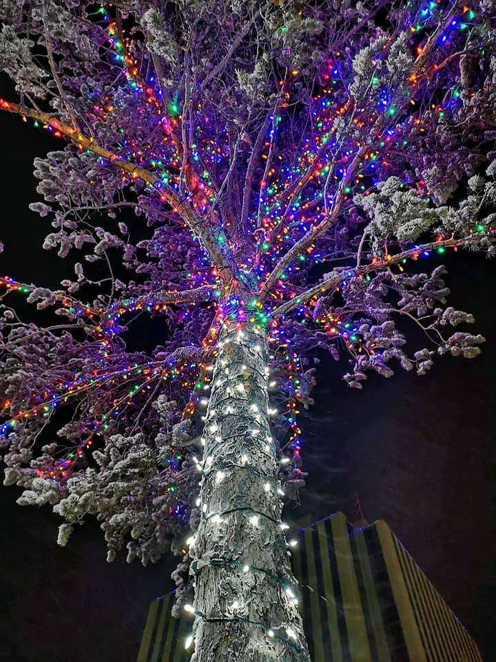 Three trees are also decorated on the corner, and the largest one took two people 14 hours to put over 10,000 lights on it. Photo courtesy of Patty Olexin-Lang