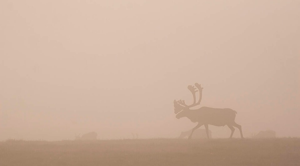32125708_web1_210624-INU-ArcticRefuge-caribou_1