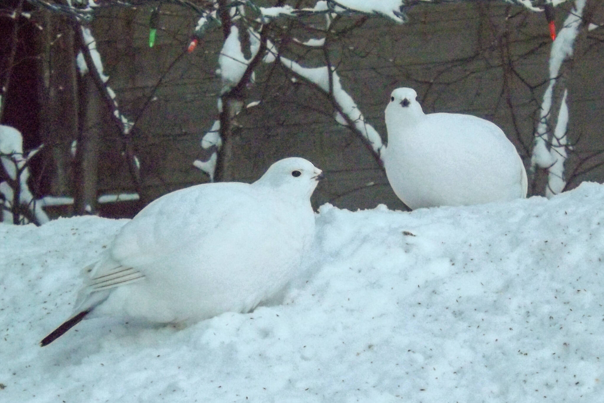 Turns out ptarmigans arent as innocent and non-threatening as they look. Walt Humphries/窪蹋勛圖厙.com
