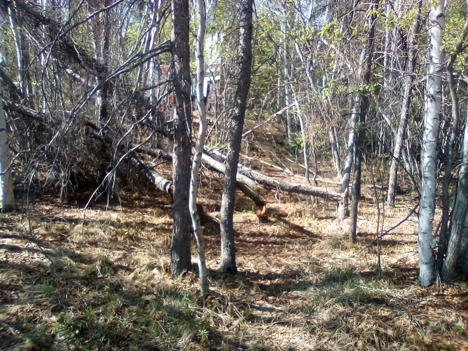 One carelessly dropped cigarette butt could start a fire that would be threatening homes. The city really should groom the forest more. Walt Humphries photo.
