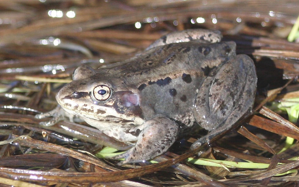 32963166_web1_230615-INU-WoodlandFrogsInDelta-_1