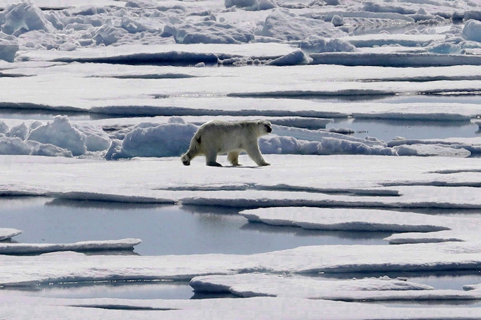 33224406_web1_Polar-bear