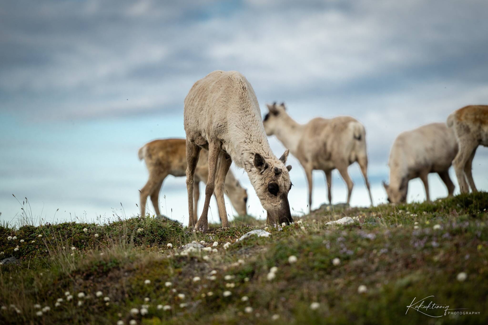 33309013_web1_230719-KIV-wildlifephotography_2