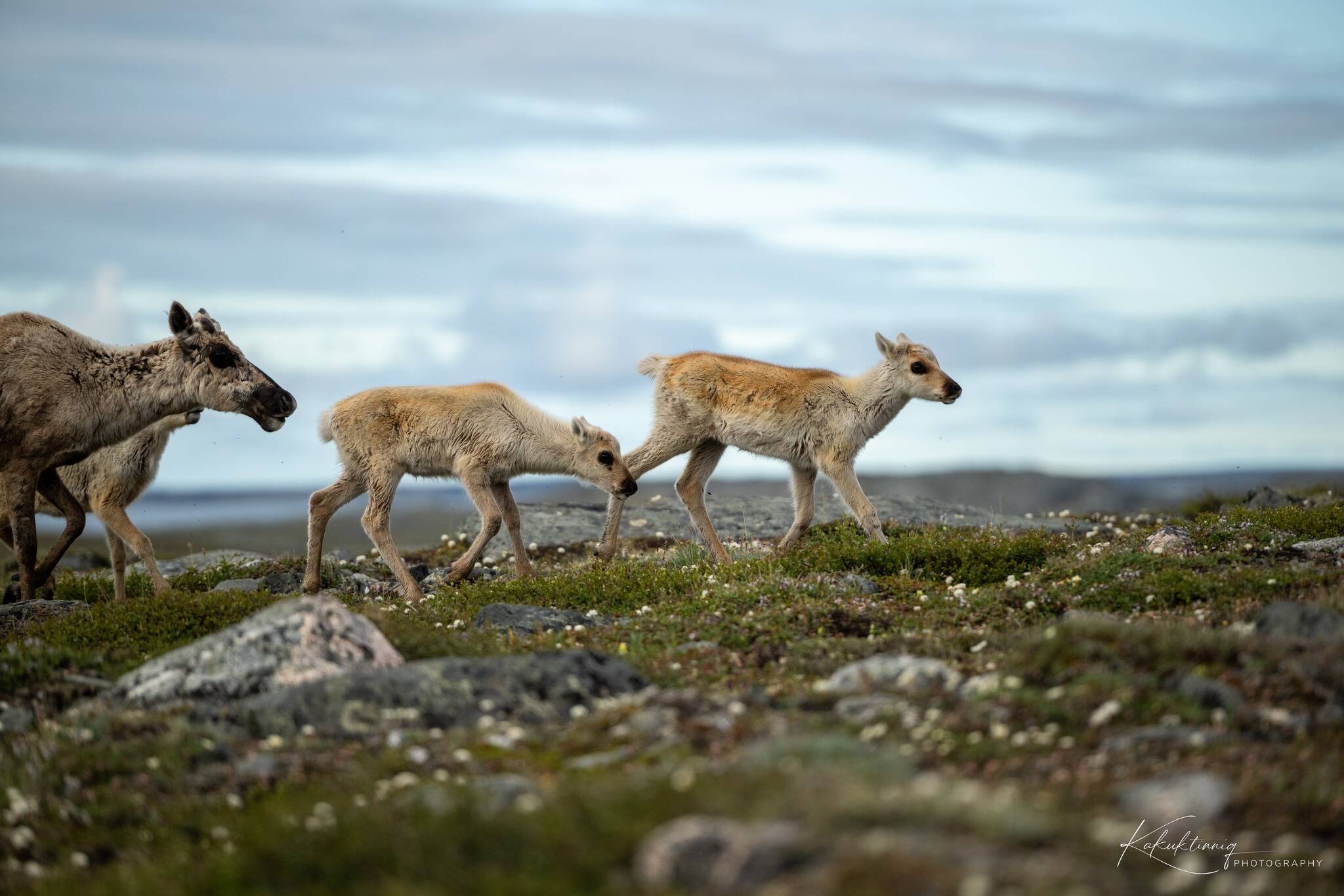 33309013_web1_230719-KIV-wildlifephotography_3