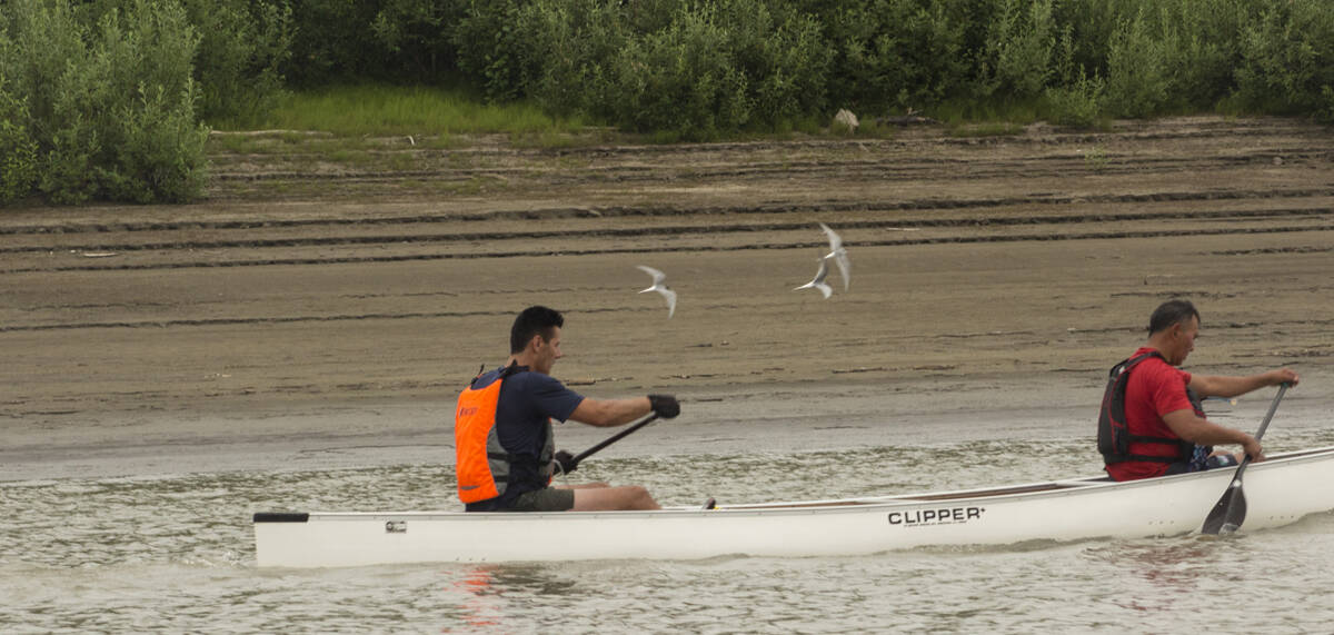 Arctic Terns were out in full force to protect their nests, creating an additional challenge for the racers. Eric Bowling/NNSL photo