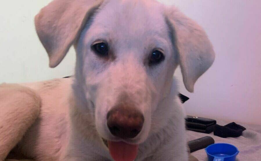 33433562_web1_230728-YEL-AnimalRescue-evacu_1