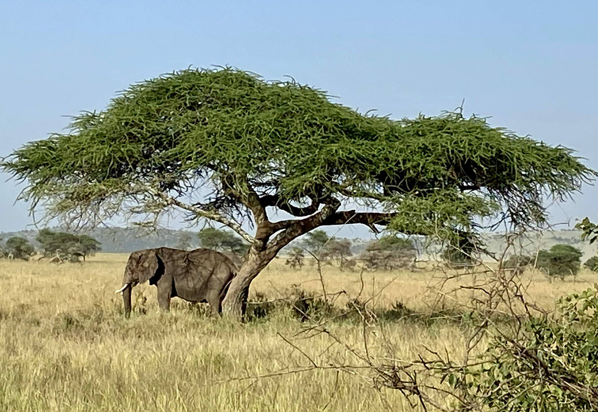 Wildlife was in abundance in some of the African countries through which Jos茅e Clermont cycled. Photo courtesy of Josee Clermont