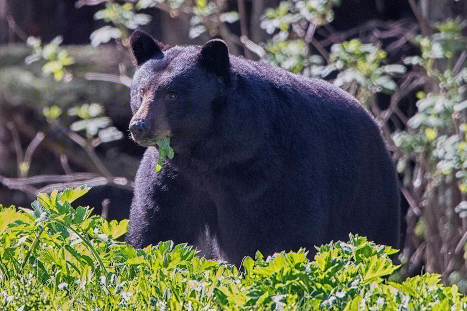 33538662_web1_Large-black-bear-je-396
