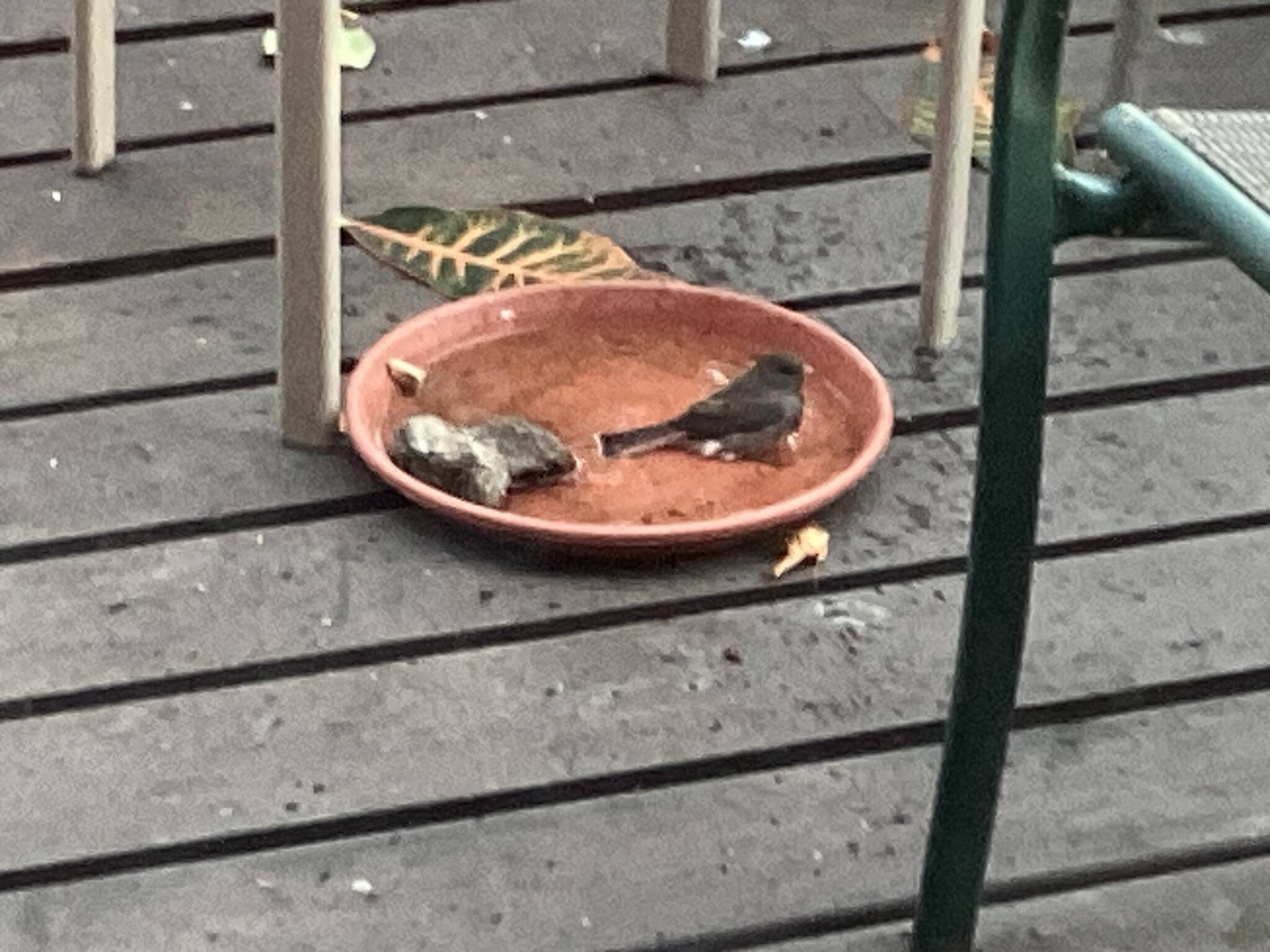 Even the little birdies like to take a bath on a smokey day. Plus how many bears were shot or relocated while we were away. Walt Humphries photo.