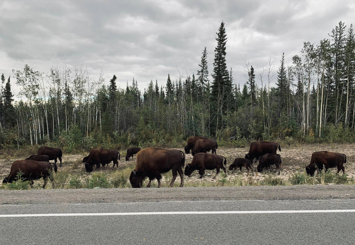 A herd of bison seen on the roadside while residents evacuated Yellowknife. Photo courtesy of LisaMarie VandeWater Harvey