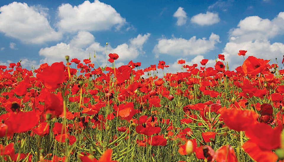 34465676_web1_231110-YEL-Remembrance-Day-facts_1