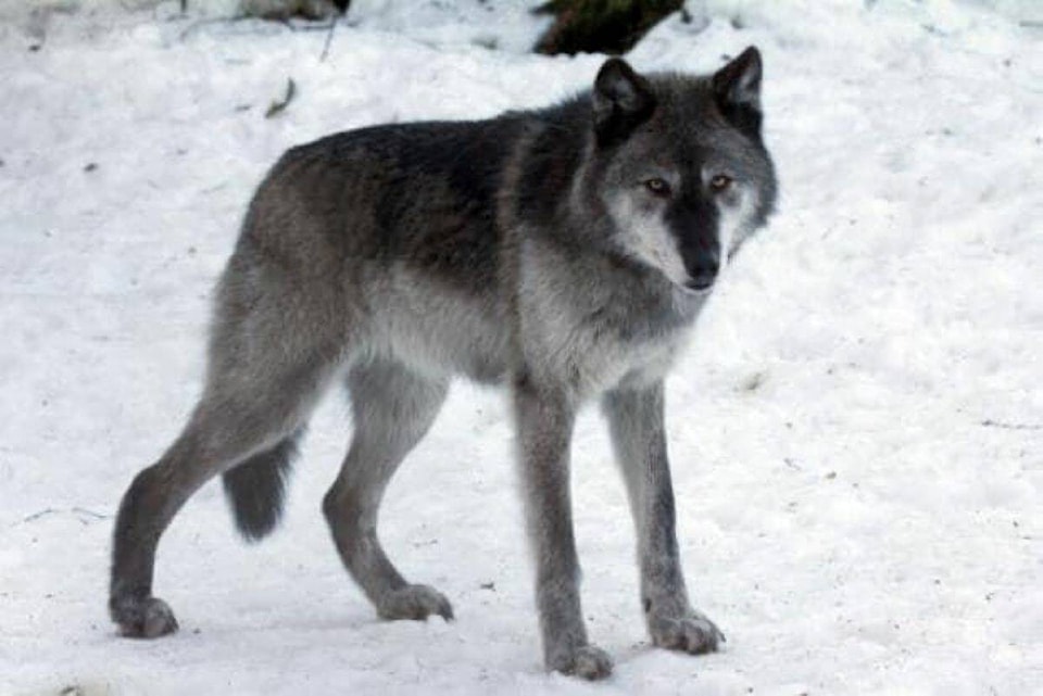 34662280_web1_231126-YEL-Wolfs-Kw_1