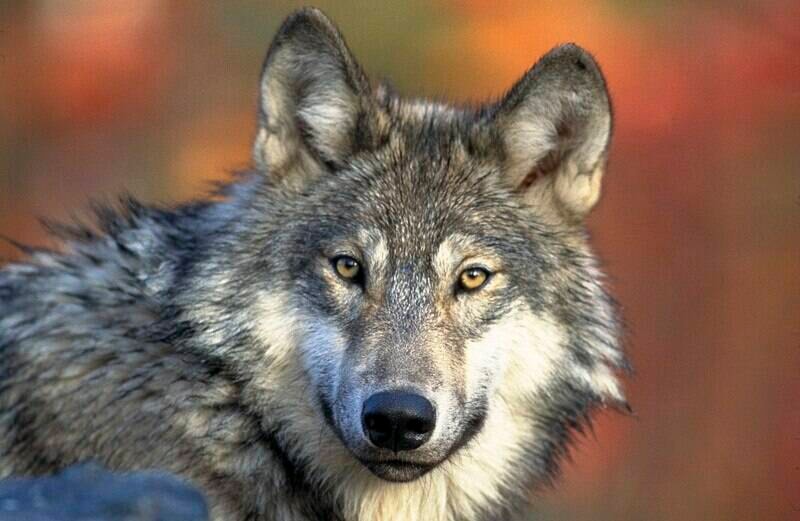 34627964_web1_231122-YEL-DaveOlesen-Wolf_1