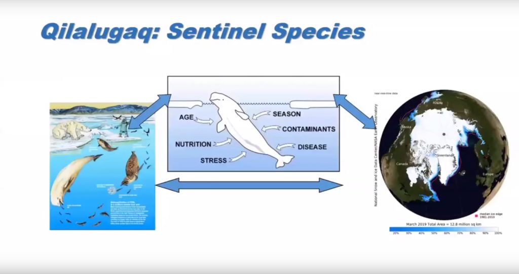 Beluga whales research Beluga whales research