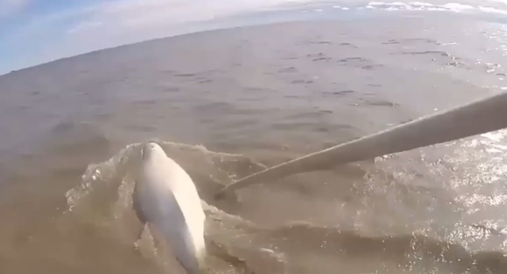 Beluga whales research