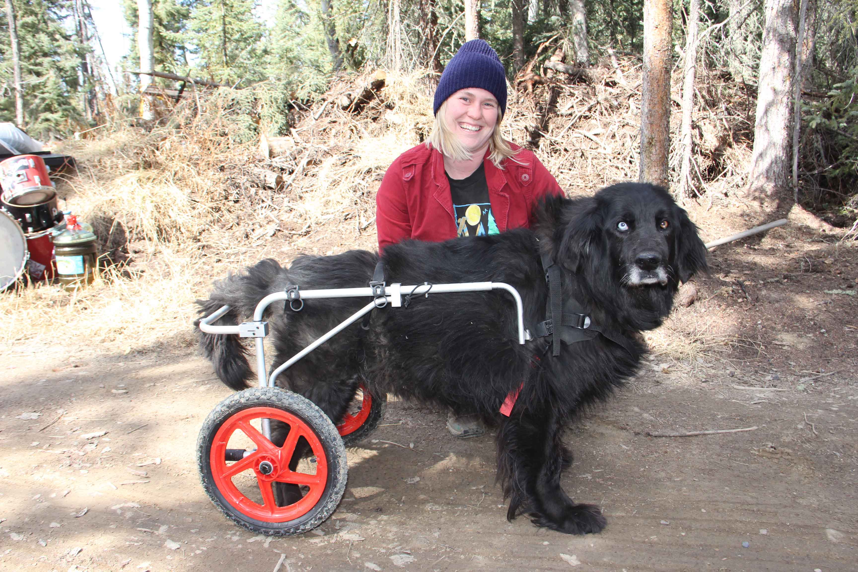 Kim Rapati demonstrates the 'wheelchair' that she and her partner bought for their dog, Floyd, who was having difficulty moving around after his hind legs began to lose their strength. Paul Bickford/ºÚÁϳԹÏÍø photo