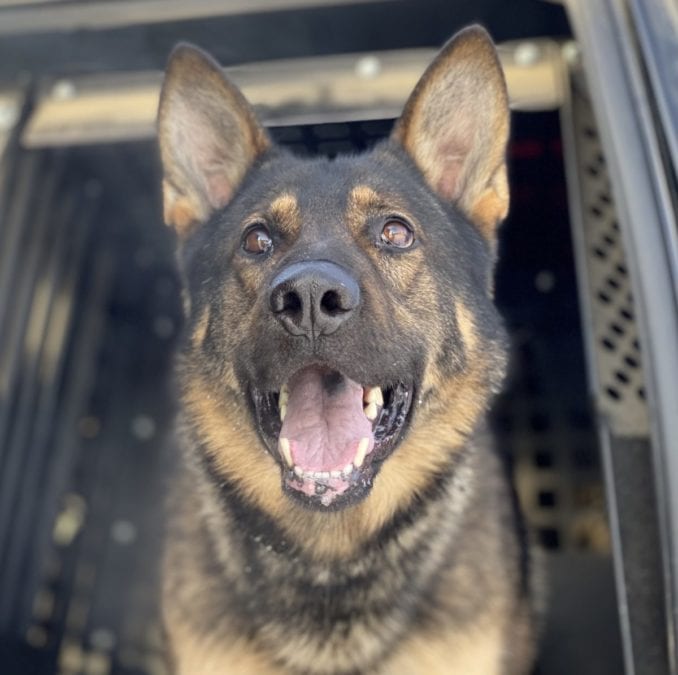 NT RCMP service dog Kola finds individual stranded in shed on Lakeview Road.