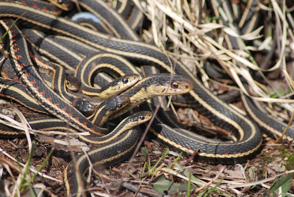 250519-nno-northernsnakes