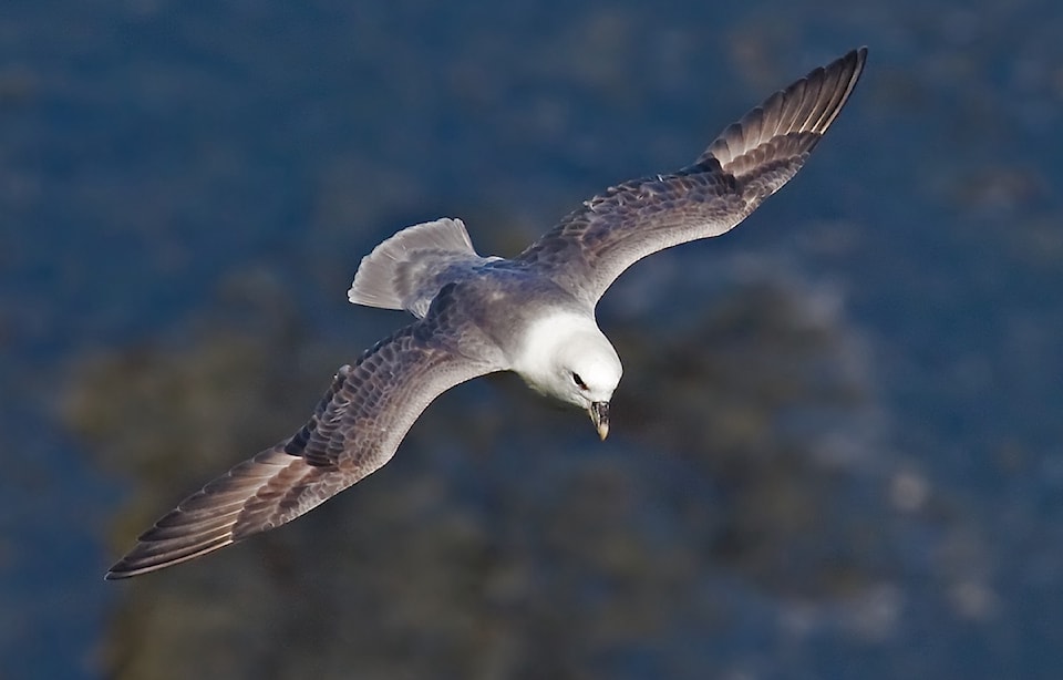 northern-fulmar2_cropped