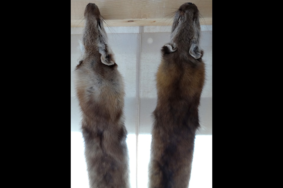 Arctic sable pelts from the Tuktoyaktuk area. Sable led the way in fur sales for NWT harvesters in 2024, fetching a total of $293,343.60 Photo courtesy of Adam Jones PhD/Wikimedia Commons                               