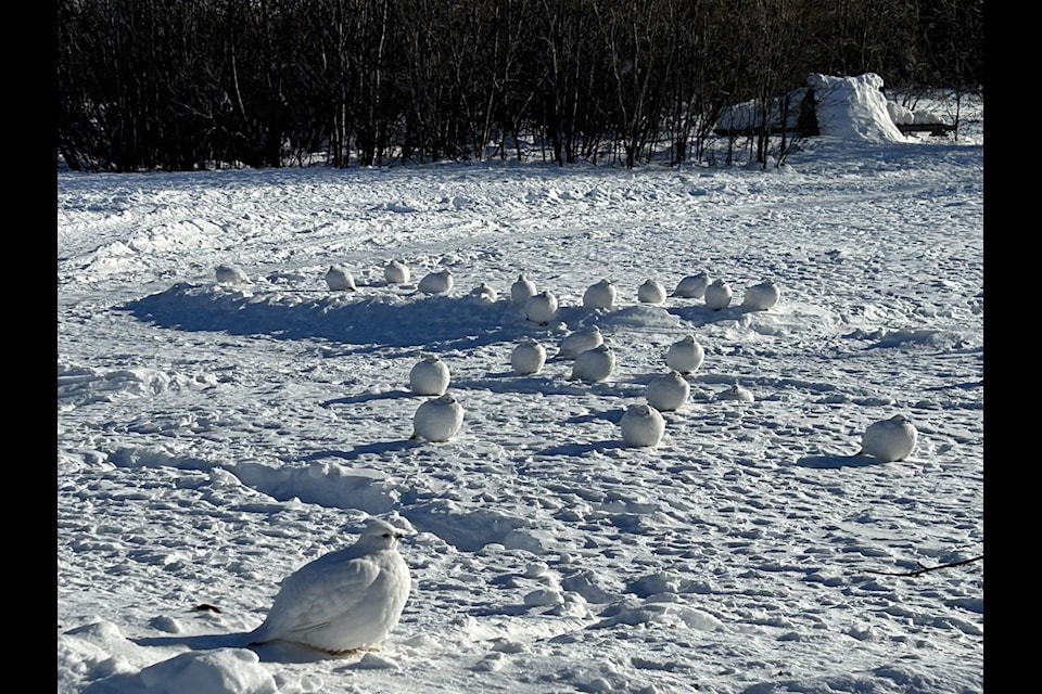 The best thing people can do for ptarmigan is to look after their environment, said Bob Bromley, co-founder of Ecology North and self-described ptarmigan enthusiast. Ptarmigan are otherwise good at looking after themselves and don't need to be concerned with a food shortage. Photo courtesy of Bob Bromley 