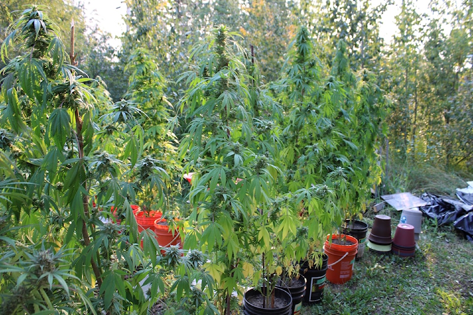 hay-river-rcmp-cannabis