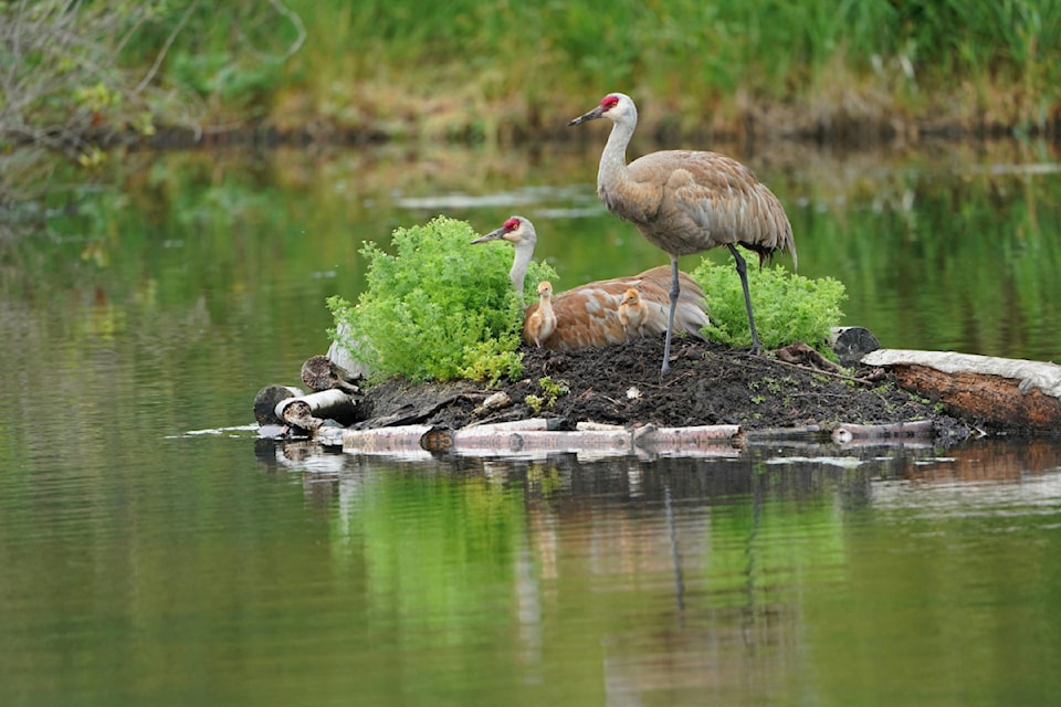 "Sandhill Crane Family, Reifel Bird Sanctuary" by Robert Sieben, Grand Prize winner in the City of Delta's 2025 Earth Day Photo Contest.