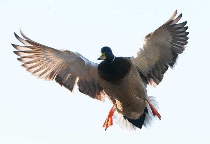 Reifel Migratory Bird Sanctuary, Jan. 2.
BOAZ JOSEPH / THE LEADER