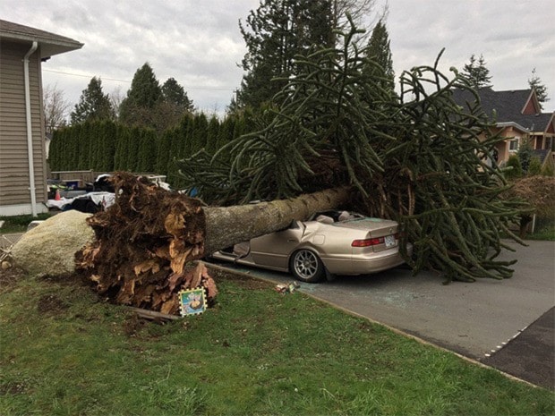 61167surreynowtree_new
