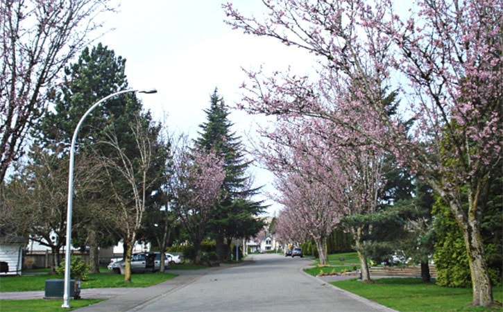 79604BCLN2007CherryBlossomsLangley