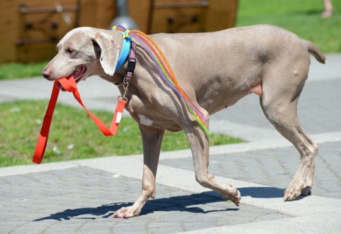 8060surreyExtraDog-BJ-June26