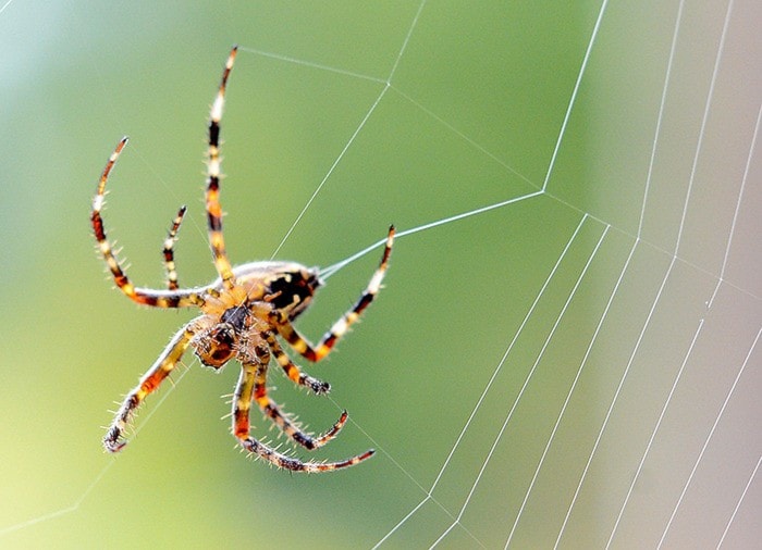 A spider spins a web in Port Kells on Sept. 24.BOAZ JOSEPH / THE LEADER