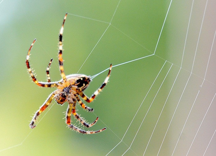 A spider spins a web in Port Kells on Sept. 24.
BOAZ JOSEPH / THE LEADER